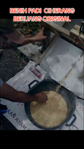 Benih Padi Ciherang Beruang  Kemasan 5kg Biji Padi Pilihan Terbaik Berkualitas