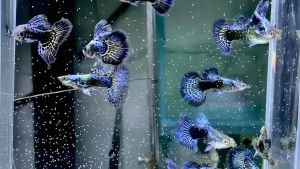 Trứng ARTEMIA Mỹ loại 1 Ấp Nở - [ tặng 10g artemia sấy khô ] Thức ăn tốt nhất dành cho cá mới đẻ cá bột cá con