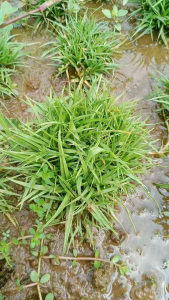 Eriocaulen sp vietnam tanaman aquasacape d jual perumpun Tanaman Hias Untuk Ikan Tumbuhan Aquascaping Vietnam - Lazada