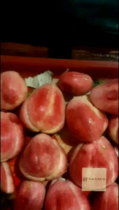 Biji bibit Salak Merah Salak sidempuan Asli 50 biji