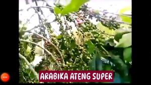 Biji bibit Arabika ateng Super Unggul 500 gr