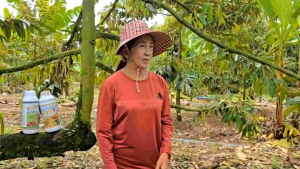 💥ส่งฟรี💥ชุดเล็ก 2 ขวด(ส่งด่วน) แมกม่า-ลาวา ปุ๋ยน้ำสารเสริมประสิทธิภาพ ปุ๋ยทางใบ ใช้ได้กับพืชทุกชนิด ของแท้100%