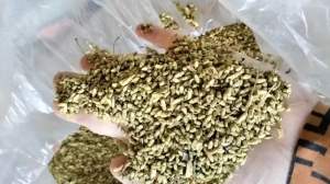 Trà hoa hoè khô - túi 500gr - thảo mộc tự nhiên có tác dụng giúp dễ ngủ ổn định đường huyết giá tốt