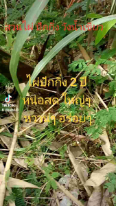 ไผ่ปักกิ่ง แทร้ 100% ลำใหญ่ หน่อใหญ่หวาน ปลูกง่าย ทนแล้ง ฟรี!! คู่มือการปลูกและดูแลไผ่