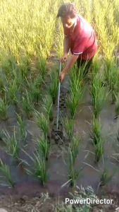 alat pembersih gulma pengembur sawah