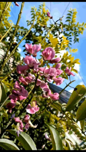 คูนม่วง กระถาง 8 นิ้ว ไม้เพาะเมล็ดต้นสวย (กทม)