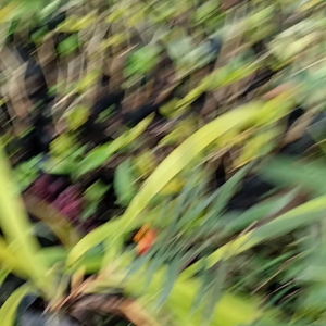 ต้นตะวันยอแสง หรือ ต้นไฟเดือนห้า (ต้นไม้ดึงดูดผีเสื้อ) 5แถม1 ดอกตะวันยอแสง/ดอกไฟเดือนห้า/ดอกคําแค่/ต้นคําแค่ milk weed monarch butterfly