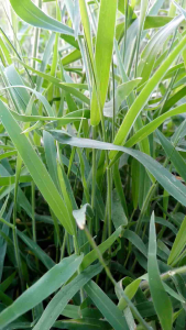 หัวข้อ: หญ้าขน 1กิโล (วันเดียวถึง) ยอดอ่อนๆ สั้นๆ เท่านั้น ✔️กดคืนสินค้า ✔️คืนเงิน 👉ถ้า❌ไม่ตรงปก ร้านครัวไทยบ้าน