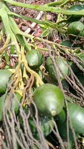 buah pinang muda asli 1 KG buah pinggang seger obat herbal BELI 5KG GRATIS 500G RAELLLL