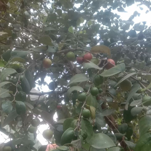 Buah Bidara Arab Asli untuk Pengobatan & Ruqyah