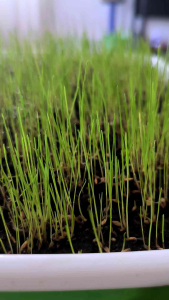 TRIAL PACK NEW Bermuda Grass Seeds 50grams (10000 seeds) - Basic Farm House