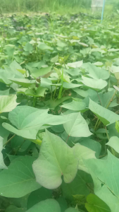 มันหวานเพอเพิ้ลสวีทโรส100ยอด