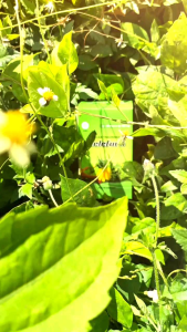 RELEFURA KAPSUL MAMPU MEREDAKAN NYERI SENDI & ENCOK ORIGINAL BPOM 100%