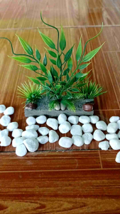 tanaman hias aquarium batu bambu.1pc