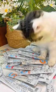 High Vitamin Creamy Cat Treat Cat Snack Cat Stick Cat food Makanan Kucing Snek Kucing Vitamin A B D 猫条 15g