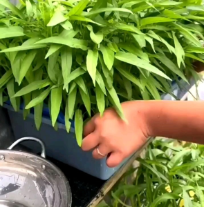 BIJI/BENIH SAYURAN KANGKUNG DAUN LEBAR