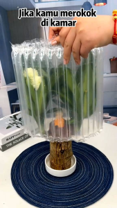 Desain Bonsai Cantik Dengan Kayu Keberuntungan Brazil