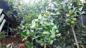 จุลินทรีย์สังเคราะห์แสง (สายลม) เร่งการเจริญเติบโต ต้นพืชแข็งแรง ต้านทานโรคและแมลง