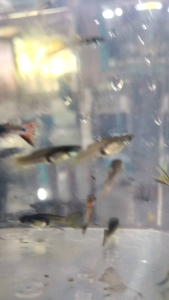 ikan guppy Murah 5 ekor / pcs package mix male and female