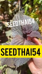 เมล็ดใบชิโซะแดง ใบงาเกาหลีกินกับหมูย่างเมล็ดพร้อมวิธีปลูก