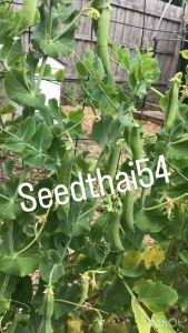 เมล็ดถั่วลันเตาหวาน บรรจุ 60-100เมล็ด (Sugar Daddy Snap Pea Seed)