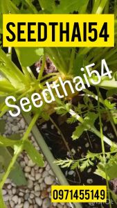 แรดิชสีเหลืองทอง golden helios radish สายพันธุ์ F1 บรรจุ : 800 เมล็ด