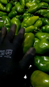 cabai gendot asli ciwidey varian 500 gram dan 1kg