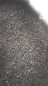 Biji Selasih Lokal Berkualitas: Panduan Lengkap