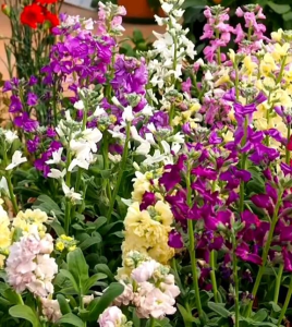 (Kemasan Premium) BIJI/BENIH BUNGA RED MATTHIOLA INCANA