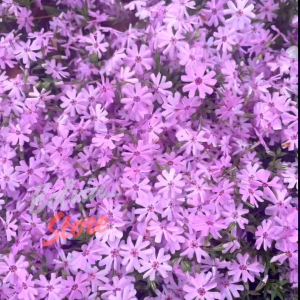 (-+4.000 butir) Benih bunga moss phlox purple import [kemasan pabrik]