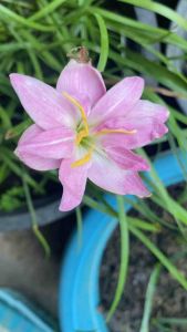 ย.หัวดอกบัวดิน RP9 หัวละ 15 บาท