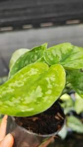 Scindapsus Pictus Exotica พลูหัวใจแนบ เอ็กโซติกา ซินเดปซัส ไม้เลื้อย - ประกอบด้วยซินเดปซัส 30 กรัม