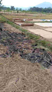 Terpal Hamparan Jemuran Padi Gabah Kopi Ukuran 4x6