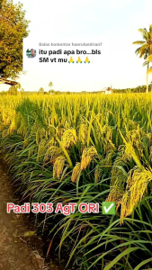 Benih/bibit padi AGT-303 super kemasan 1KG.