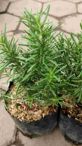 Rosemary / 迷迭香 / Rosmari / रोजमेरी – Salvia Rosmarinus Singapore – Mosquito Repellent Aromatic Herb Easy Care Edible Leaves Air Purifying – LIVE PLANT