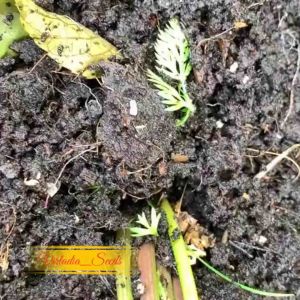 [Virladia Seeds] Biji Benih tanaman Wortel Ungu