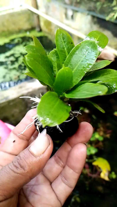 Wabikusa Hiasan Aquarium & Tanaman Air Aquascape: Echinodorus Black Amazon & Media Low CO2