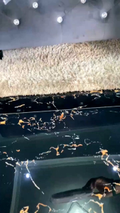 Kapas Alami Filter & Perjernih Air