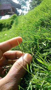 Benih Rumput Hias Japonica Japon 15cmx15cm atau Bibit Rumput Negri Ornamen Taman Dekorasi