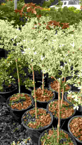 หูกระจงด่าง ต้นสูง 70-80 ซม. ต้นสวยและแข็งแรง (กทม)