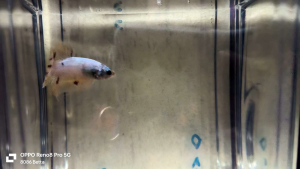 ikan laga-Betta yellow base vanda（male）28／8