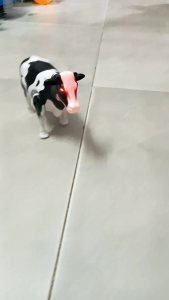 Trâubò đồ chơi cho bé có đèn có nhạc.