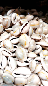 kerang kuwuk abu-abu - kerang permainan congklak- 100 gr kerang dakon