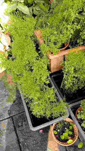 Dill Live Youth Plant  3-4 plants -20-25 cm