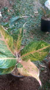 Tanaman Hias Aglonema Margaretha