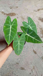 Tanaman Hias Alocasia Keladi Neon Alokasia Frydex