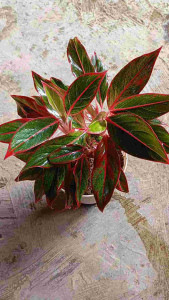 Tanaman Hias Aglonema Siam Aurora Lipstik