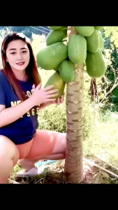 POT Tray Semai Luxury Premium untuk penyemaian segala jenis bibit (72 Holes/lubang)