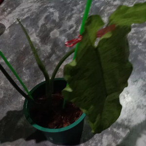 ต้นไม้ พาไรโซ่ ด่างงาม เป็นไม้ฟอกอากาศ ชนิดหนึ่ง