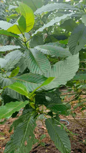 ใบกระท่อม 1 กิโลกรัม ปลอดสารเคมี 100% ส่งตรงจากชุมพร